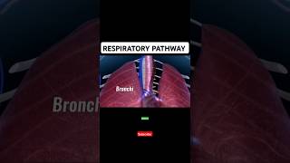 Respiratory pathway 3D trending anatomy physiology mbbsnursing viralvideo ytshorts [upl. by Neelie654]