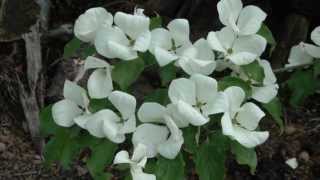 Cornus x Venus Flowering Dogwood [upl. by Gilles]