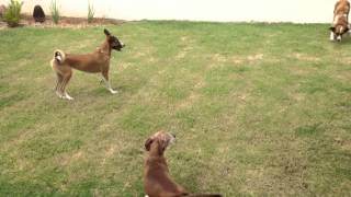 Cachorros brincando no jardim  Big  Laika  Neymar [upl. by Urson]