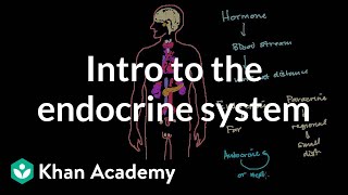 Intro to the endocrine system  Health amp Medicine  Khan Academy [upl. by Ecyned]