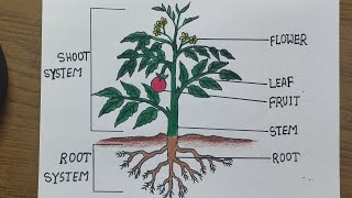 How to draw the parts of plant 🌱Science diagram for school project  Very Easystep by step [upl. by Shetrit]