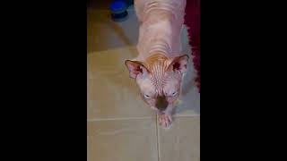 Sphynx cat cat sphynx gatos sphynxcats pets shorts fannycat catlover esfinge mycat kitty [upl. by Aynotan]