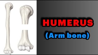 جلسه 6  آناتومی استخوان بازو Anatomy of Humerus [upl. by Ydnik]