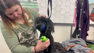 Katie of Pet Supplies Plus Eldersburg grooms grumpy Havanese [upl. by Aisena]