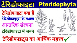 Pteridophytaटेरिडोफाइटा टेरिडोफाइट्स के लक्षण Anatomy Reproduction Economic ImportanceBiology [upl. by Genevra399]