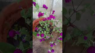 my terrace garden 🏡 globosa flowers Globeamaranth [upl. by Eissalc]