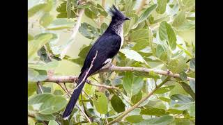 Clamator levaillantii Levaillants Cuckoo [upl. by Casaleggio359]