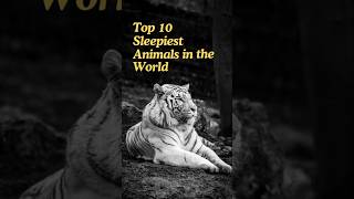 Top 10 Sleepiest Animals in The World 🌎🌍 shorts [upl. by Nnylylloh750]