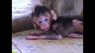 Oh God Orphaned baby monkey hungrily until confused milk grandma is so tired cant feed early [upl. by Zurciram]