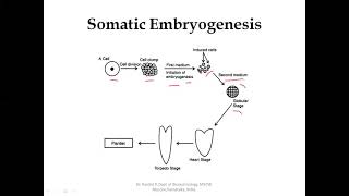 Somatic Embryogenesis [upl. by Torruella833]