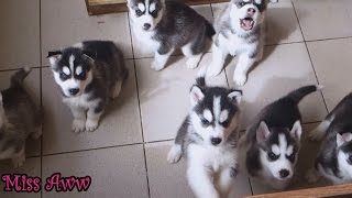 Cute Husky Puppies First Time Howling And Barking [upl. by Helprin]