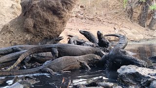 Twelve Komodo Dragons Feed On Large Water Buffalo top trending [upl. by Duggan]