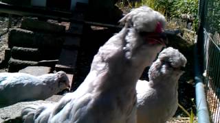 9 week old Lavender Araucana crowing [upl. by Oiramej]