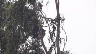 Sleeping Koala Clings To Tree During Windy Storm [upl. by Graf410]