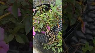 Achimeneshouseplant Terrrace gardeningsubscribe pls [upl. by Eliezer]