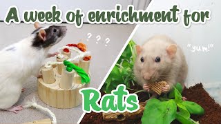 Giving my rats enrichment every day for a week [upl. by Aradnahc]