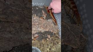 Pet your pedes guys centipede scolopendra pet bug [upl. by Isayg]