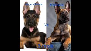 malinois vs berger allemand♥️💯 [upl. by Wulf581]