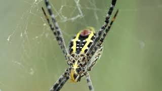 HAI CON NHỆN NEPHILA [upl. by Aset]