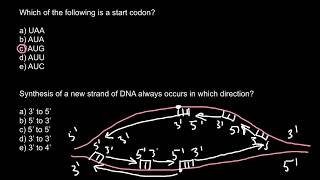 Start codon and DNA synthesis [upl. by Johnston]