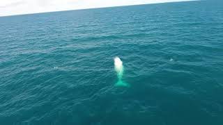 Migaloo sighting near Low isles  Port Douglas 15082017 [upl. by Hakim]