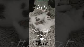 Cute 🥰 chat cat cutecat lavoieanimal leschats chattons montreal [upl. by Yreme950]