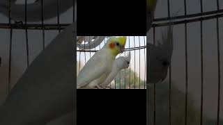 Cockatiel cookie🫶🏻cockatiel cookiesong cockatielsinging ilovebirds birds viral shorts [upl. by Solohcin]