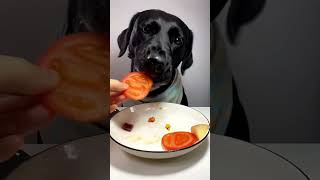 best dog food fooddog fooddogbest bestdogfood foryou trendingshorts [upl. by Shea]