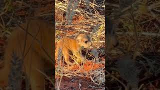 Meerkats at Tswalu [upl. by Nashner]