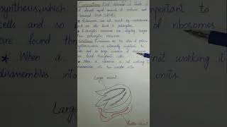 shorts Class 9th  Biology  Chapter 4  Ribosomes  biological instruction [upl. by Neral]