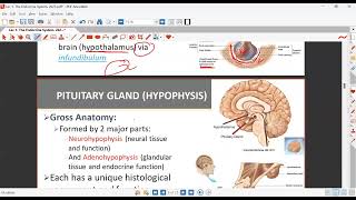 anatomy lect 1 sem 2 [upl. by Gnos]