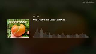 Why Tomato Fruits Crack on the Vine [upl. by Akere469]