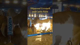 Dalfa Cattle Show  Dilpasand Livestock and Cattle Farm  Short Video  Cow Video  cow shorts [upl. by Airdni]