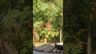 Cardinal leaves the feeder in a hurry 🐦 backyardbirds [upl. by Anivle903]