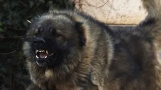 Caucasian Shepherd Dogs courage Test  Karabah Kiralya Zakar [upl. by Ttenaej]