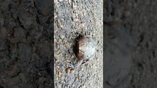 Indian Purple Frog Nasikabatrachus sahyadrensis  Observed in Description [upl. by Etnoed]