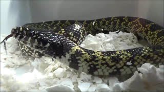 Lampropeltis getula splendida Baird amp Girard 1853 HD  Kingsnake  ExpoZoo  102014 [upl. by Nagiam]