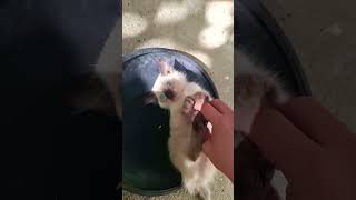 Tickled Cute Kitten trending youtube funny [upl. by Linus]