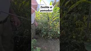 diamo la zeolite ai pomodori ottoma contro le malattie funginee agriemotori AGRIMOVIEemi [upl. by Auhsuoj]