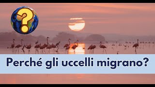 Perché gli uccelli migrano [upl. by Seif222]