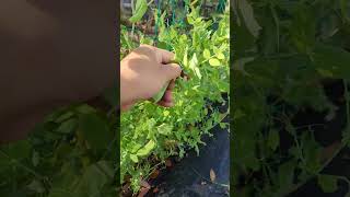 Difference between snow peas amp snap peas peas garden plants vegetablegarden hoemgrown sweetpea [upl. by Darrow129]