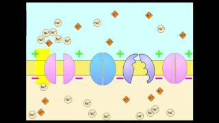 Examentraining V 6 Zenuwstelsel deel 1 [upl. by Lipps]