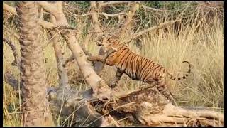 Ranthambore Tiger Reserve sawai Madhopur [upl. by Marika]