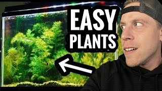 My Top 10 Easy Beginner Aquarium Plants [upl. by Ainolloppa]