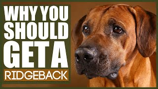 5 Reasons Why YOU SHOULD Get A RIDGEBACK [upl. by Tak]