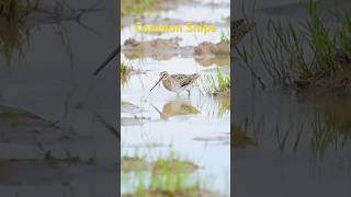 Common Snipe shotsvideo amazingbirds birds birdwatching [upl. by Ecirp]