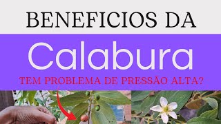 Calabura O Fruto que combate a pressão alta  Benefícios [upl. by Cormick690]