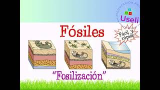 Fosilización y estratificaciónCiencias naturales 6toGrado [upl. by Holms]