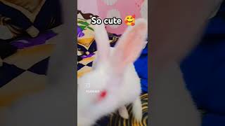 So cute bunny 🤩  Rabbit lovers shortsvideo NishavlogsFatehpur [upl. by Aleras413]