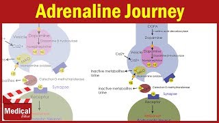 Pharmacology ANS 11 Adrenaline Synthesis and Degradation  Dopamine amp Noradrenaline Synthesis [upl. by Reggy878]